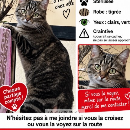 Photo de chat perdu à Argenteuil