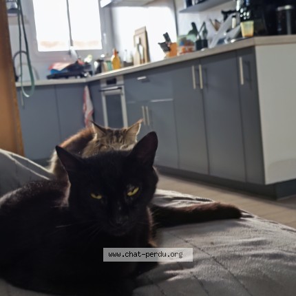 Photo de chat perdu à Saint Benoit