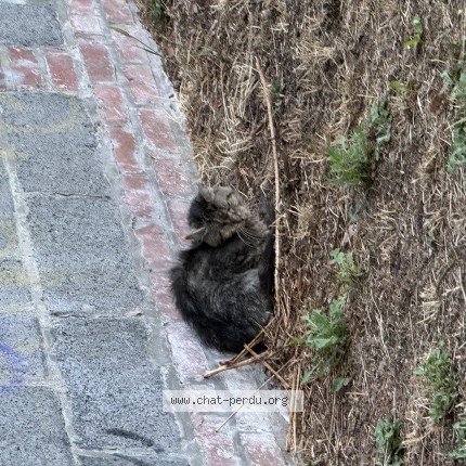 Photo de chat trouvé à Hem