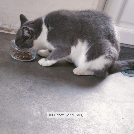 Photo de chat trouvé à Panissieres