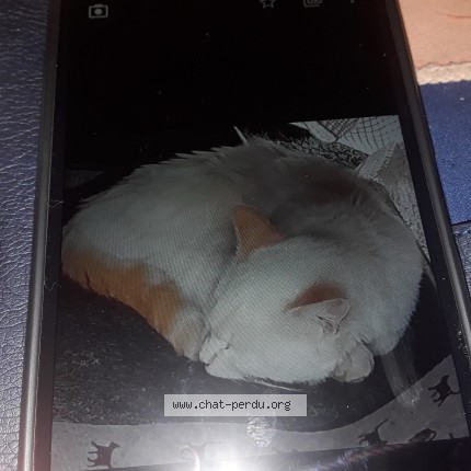 Photo de chat trouvé à Chateauneuf De Randon