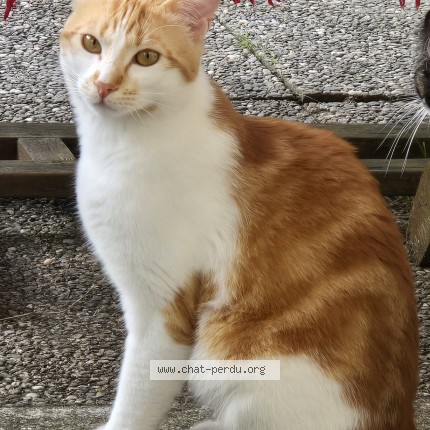 Photo de chat perdu à Noisiel