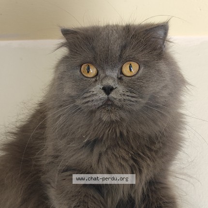 Photo de chat trouvé à Strasbourg