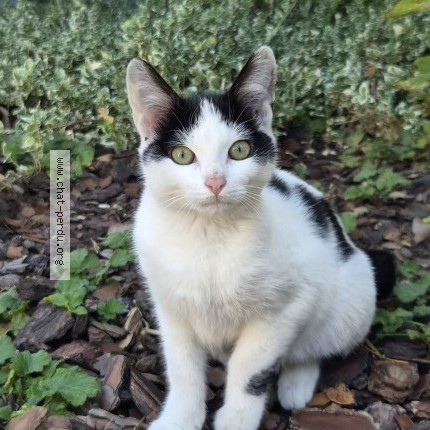 Photo 1/1 Chat trouvé Trouvé à Gagny