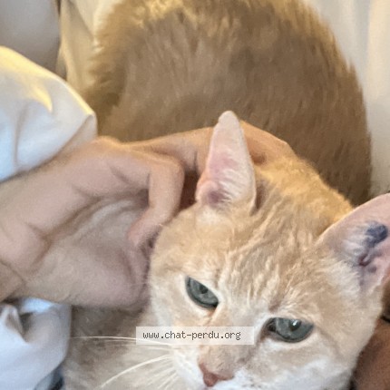 Photo 1/1 bowie Chat perdu à Paris