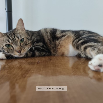Photo de chat perdu à Ris Orangis