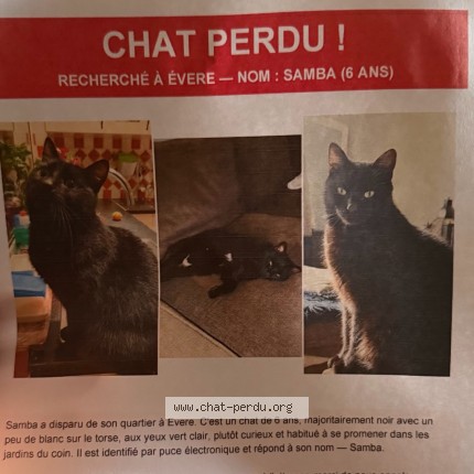 Photo 1/1 Samba Chat perdu à Evere