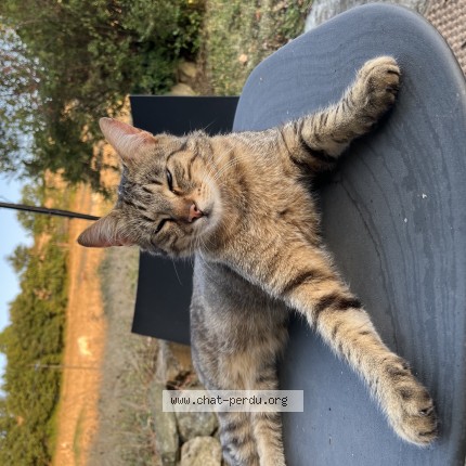 Photo de chat perdu à Sourcieux Les Mines