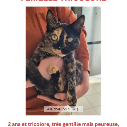 Photo 1/1 Doja Chat perdu à Bruxelles