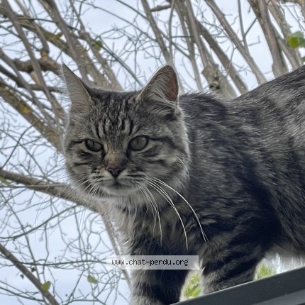 Photo 1/1 Chat trouvé Trouvé à Deuil La Barre