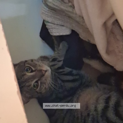 Photo de chat perdu à Auxonne