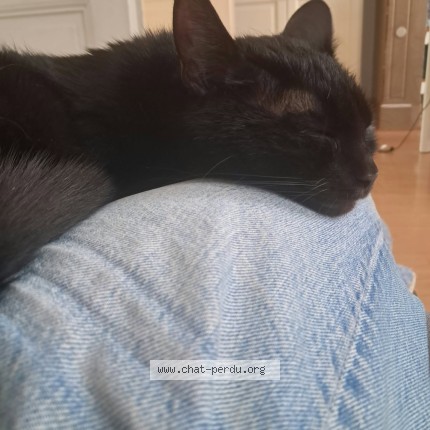 Photo 1/1 Chat retrouvé Perdu à Saint Gilles