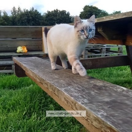 Photo de chat perdu à Ke