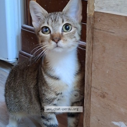 Photo de chat trouvé à Montpellier