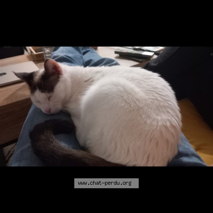 Photo de chat perdu à Faches Thumesnil