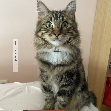 Photo de chat perdu à Magny Les Hameaux