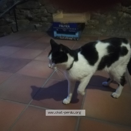 Photo de chat trouvé à Saint Marcel De Careiret