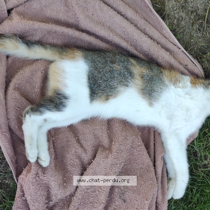 Photo de chat trouvé à Steenwerck