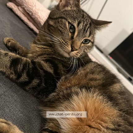 Photo de chat perdu à Saint Andre Les Vergers