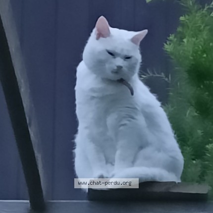 Photo de chat perdu à Neuville Sur Saone