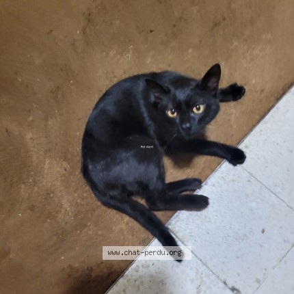 Photo 1/1 Chat trouvé Trouvé à Rennes