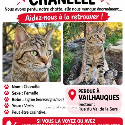 Photo de chat perdu à Vailhauques