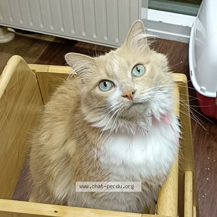 Photo de chat perdu à Garches