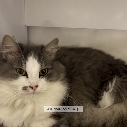 Photo de chat perdu à Cambronne Les Ribecourt