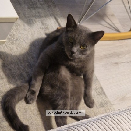 Photo 1/1 grisou Chat perdu à Miribel