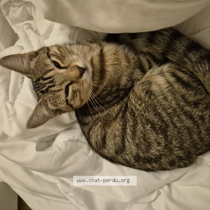Photo de chat trouvé à Genas