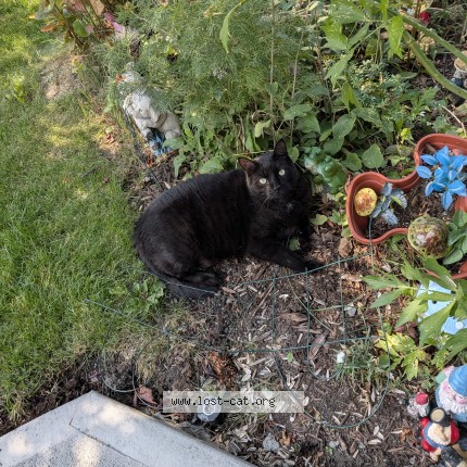 Photo 1/1 ben Chat perdu à Calgary