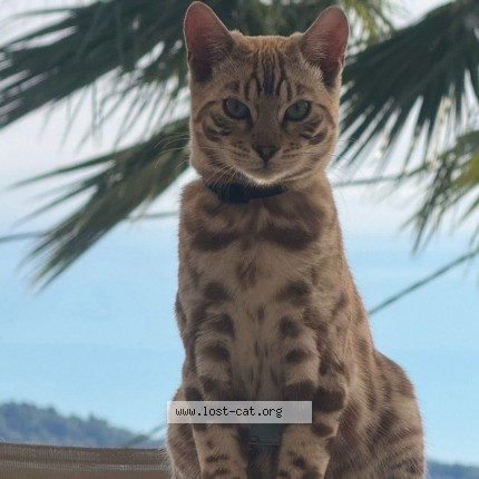 Photo de chat perdu à Grasse