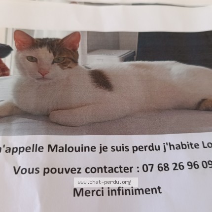 Photo de chat perdu à Louviers