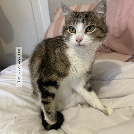 Photo de chat perdu à Saint Etienne
