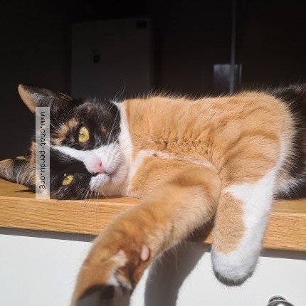 Photo de chat perdu à Yzernay