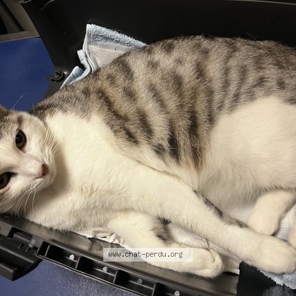 Photo de chat trouvé à Lisieux