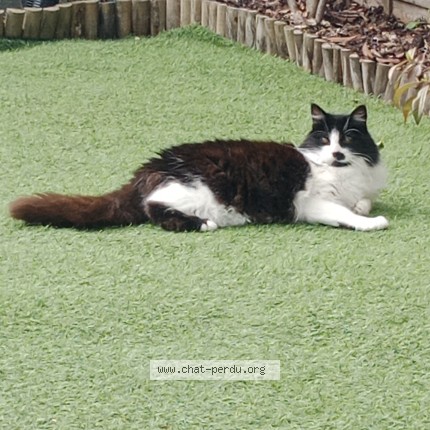Photo 1/1 Bella Chat perdu à Perigny