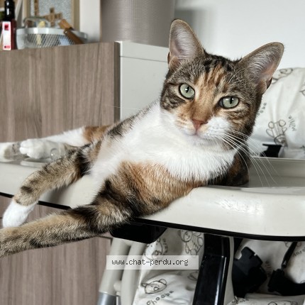 Photo 1/1 Chipie Chat perdu à Beaumont Sur Oise