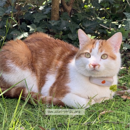 Photo de chat perdu à Mont Valerien