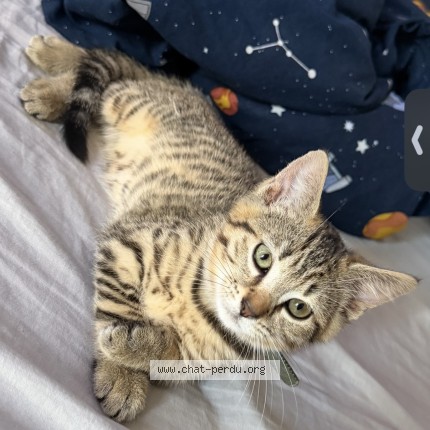 Photo de chat perdu à Bauvin
