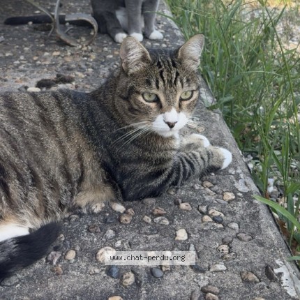 Photo 1/1 Saphyr Chat perdu à Blanquefort