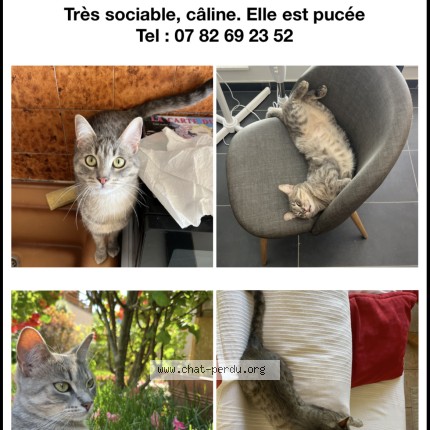 Photo 1/3 Tina Chat perdu à Saint Etienne Le Laus