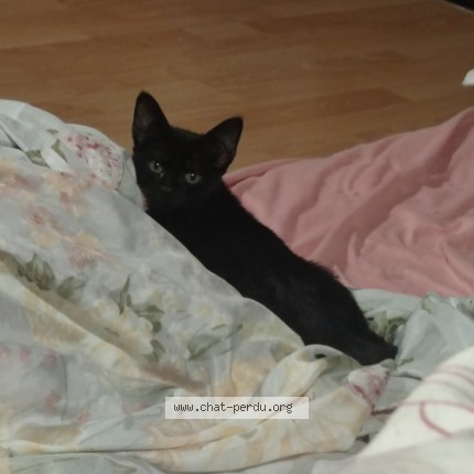 Photo 1/1 jiji Chat perdu à Saint Maur Des Fosses