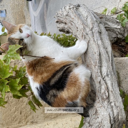 Photo 1/1 Seïka Chat perdu à Gouvieux