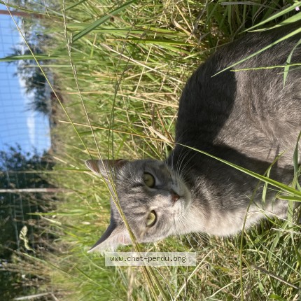Photo de chat perdu à Houdelaincourt