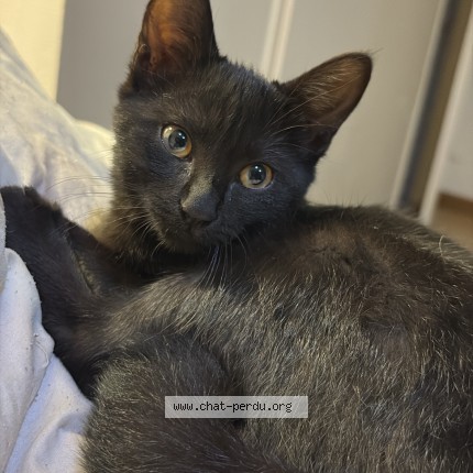 Photo de chat trouvé à Valence D Agen