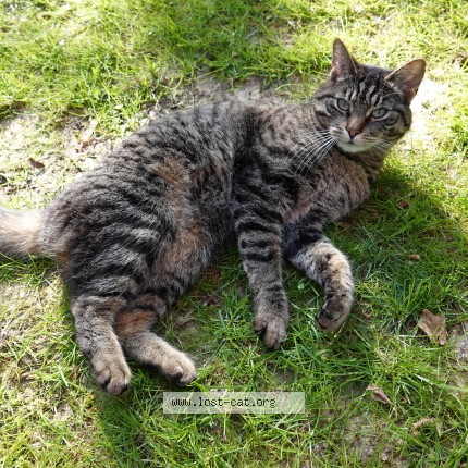 Photo 1/1 Shunyeta Shun Chat perdu à Tervuren
