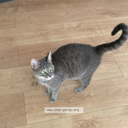 Photo de chat perdu à Les Ponts De Ce
