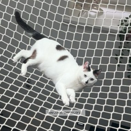Photo 1/1 flocon Chat perdu à Krautergersheim