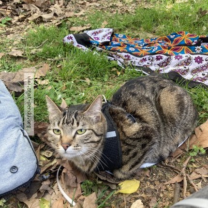 Photo de chat perdu à Montaigu De Quercy